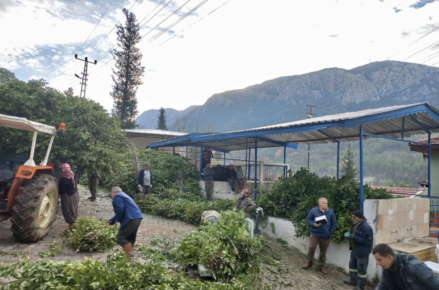 Antalya’dan Tüm Dünyaya İhraç Ediliyor: 300 Ton Defne Yaprağı Hasadı Yapıldı