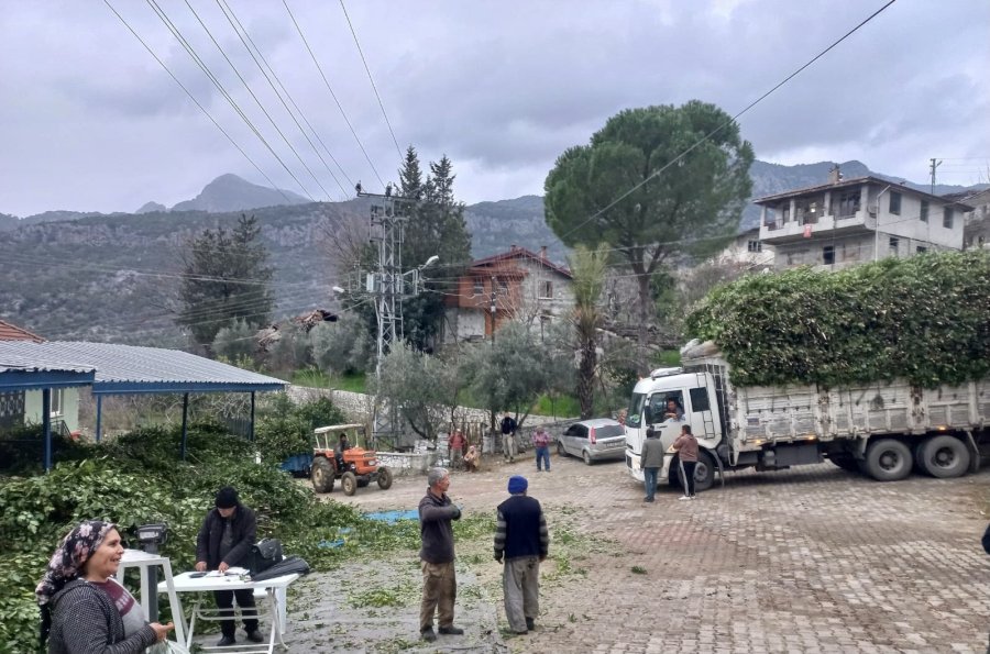 Antalya’dan Tüm Dünyaya İhraç Ediliyor: 300 Ton Defne Yaprağı Hasadı Yapıldı