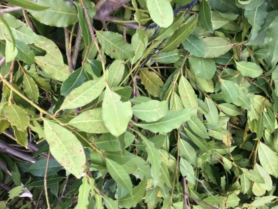 Antalya’dan Tüm Dünyaya İhraç Ediliyor: 300 Ton Defne Yaprağı Hasadı Yapıldı