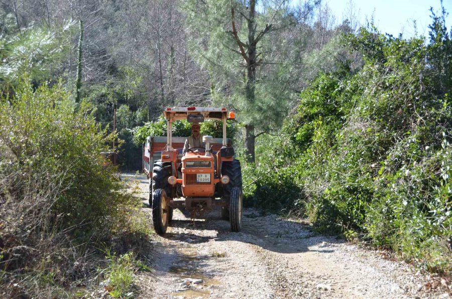 Antalya’dan Tüm Dünyaya İhraç Ediliyor: 300 Ton Defne Yaprağı Hasadı Yapıldı