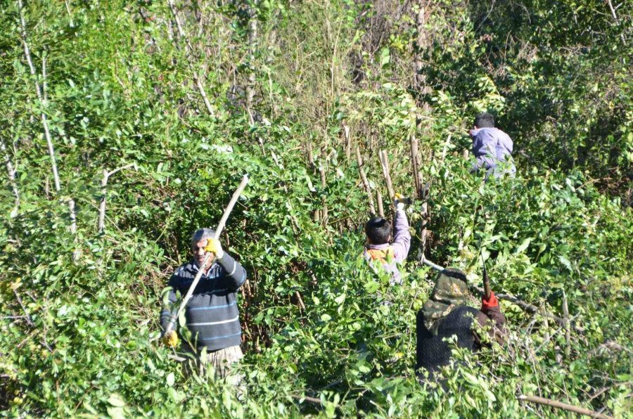 Antalya’dan Tüm Dünyaya İhraç Ediliyor: 300 Ton Defne Yaprağı Hasadı Yapıldı