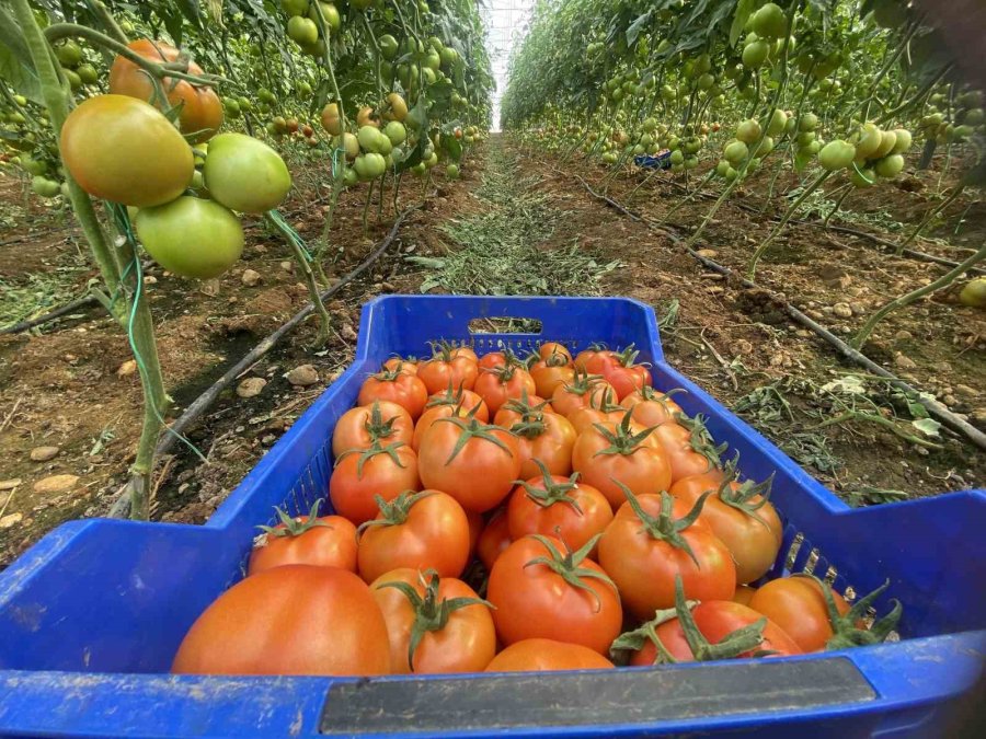 Ocakta Domatesin Miktarı Da Fiyatı Da Arttı