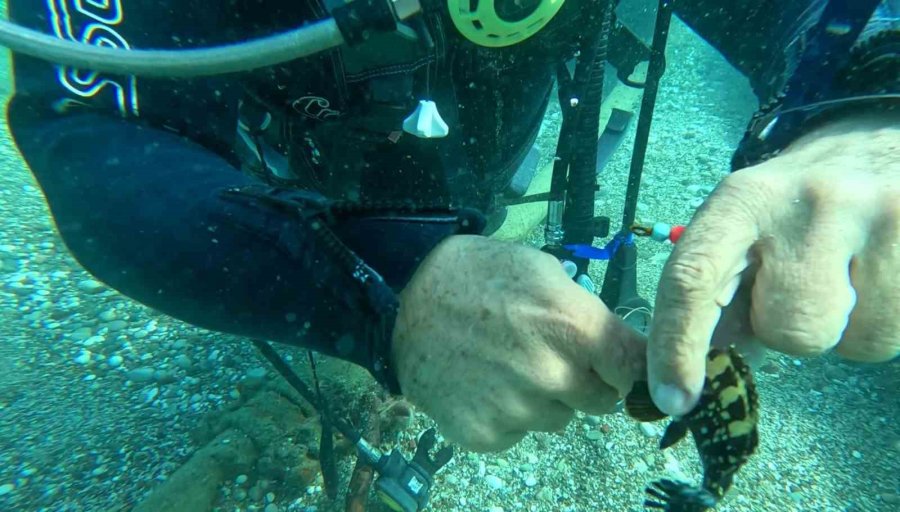 Su Altına Dalan Profesör, 2 Balığın Hayatını Kurtardı