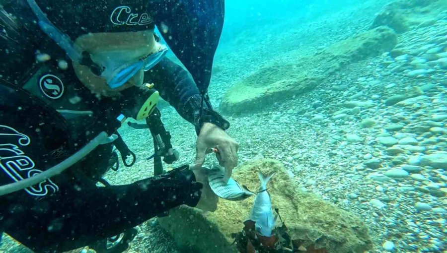 Su Altına Dalan Profesör, 2 Balığın Hayatını Kurtardı
