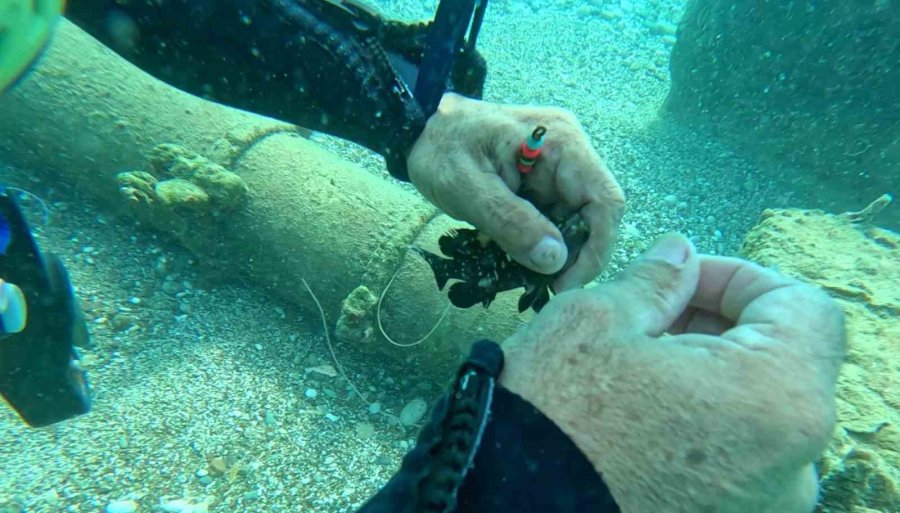 Su Altına Dalan Profesör, 2 Balığın Hayatını Kurtardı