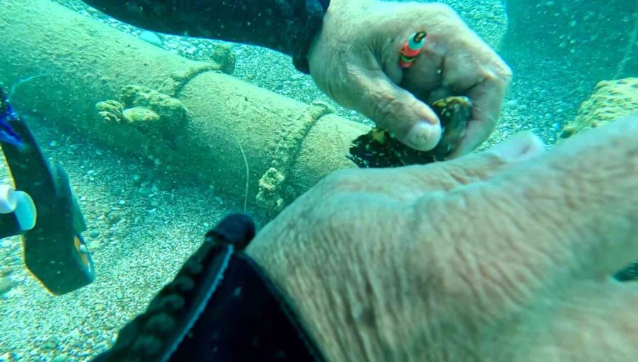 Su Altına Dalan Profesör, 2 Balığın Hayatını Kurtardı