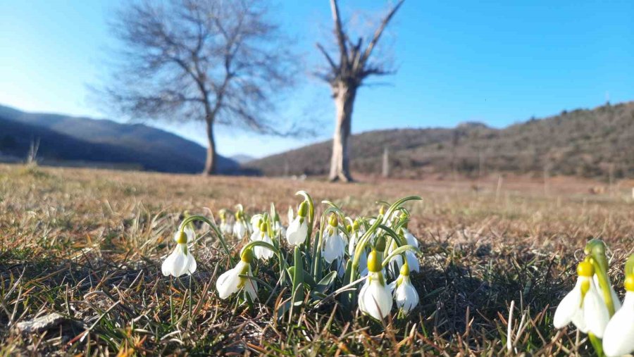 Bartlı Yaylasının Çiçekleri Ziyaretçilerini Erken Ağırlamaya Başladı