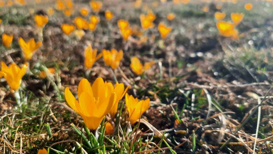 Bartlı Yaylasının Çiçekleri Ziyaretçilerini Erken Ağırlamaya Başladı