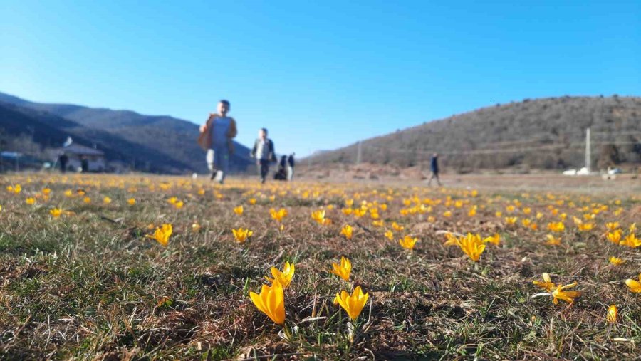 Bartlı Yaylasının Çiçekleri Ziyaretçilerini Erken Ağırlamaya Başladı