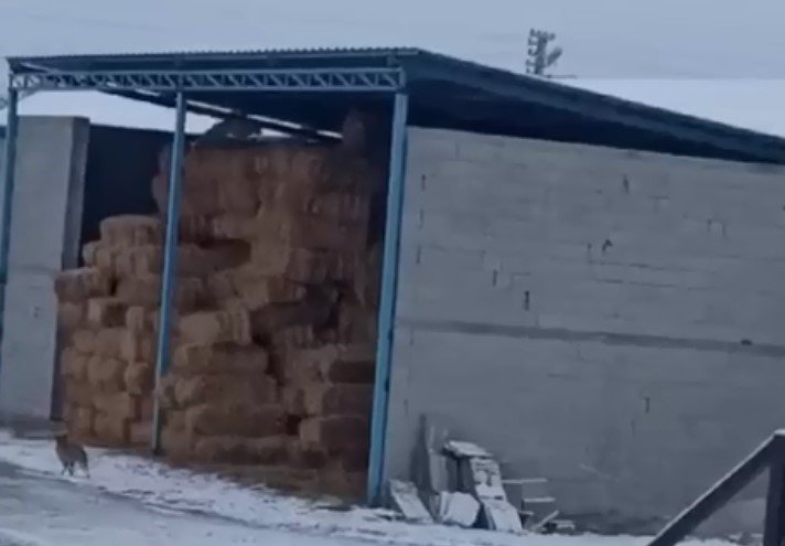 Aksaray’da Tilkiler Saman Balyalarına Yuva Yaptı