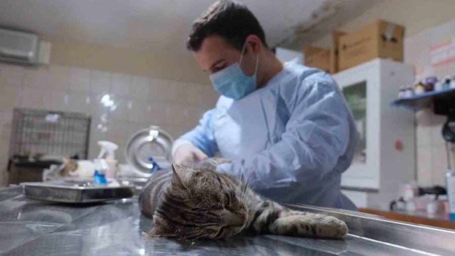 Kemer Belediyesi Patili Dostların Yanında