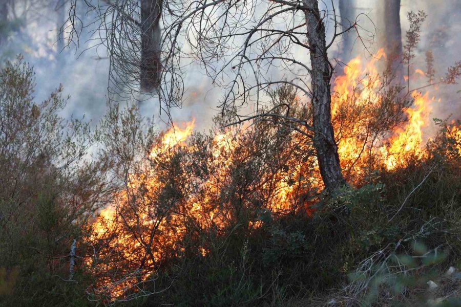 Büyükşehir İtfaiyesinden Orman Yangınına Müdahale Desteği