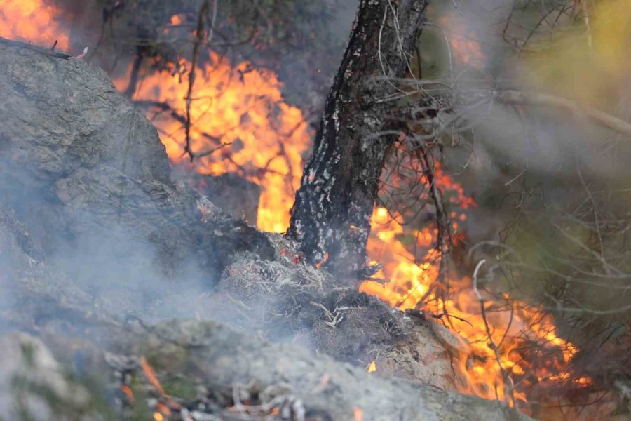 Büyükşehir İtfaiyesinden Orman Yangınına Müdahale Desteği