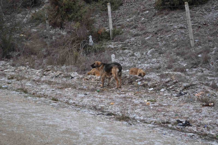 Olumsuz Hava Şartları Sokak Hayvanlarının Yiyecek Bulmasını Zorlaştırdı