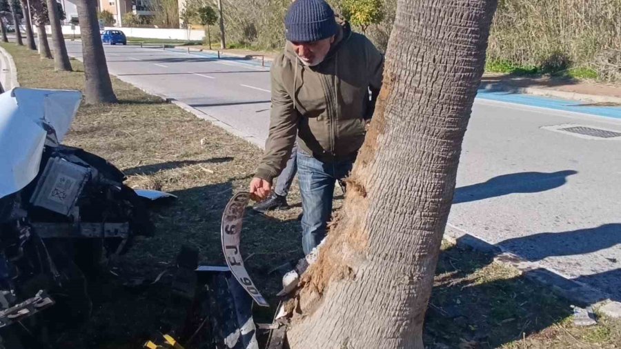 Kontrolden Çıkıp Palmiye Ağacına Çarptı, Otomobilin Plakası Ağaca Yapıştı