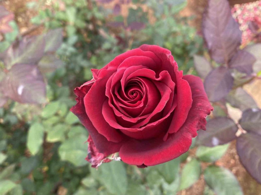 Sevgililer Günü Gül Üreticisinin Yüzünü Güldürecek