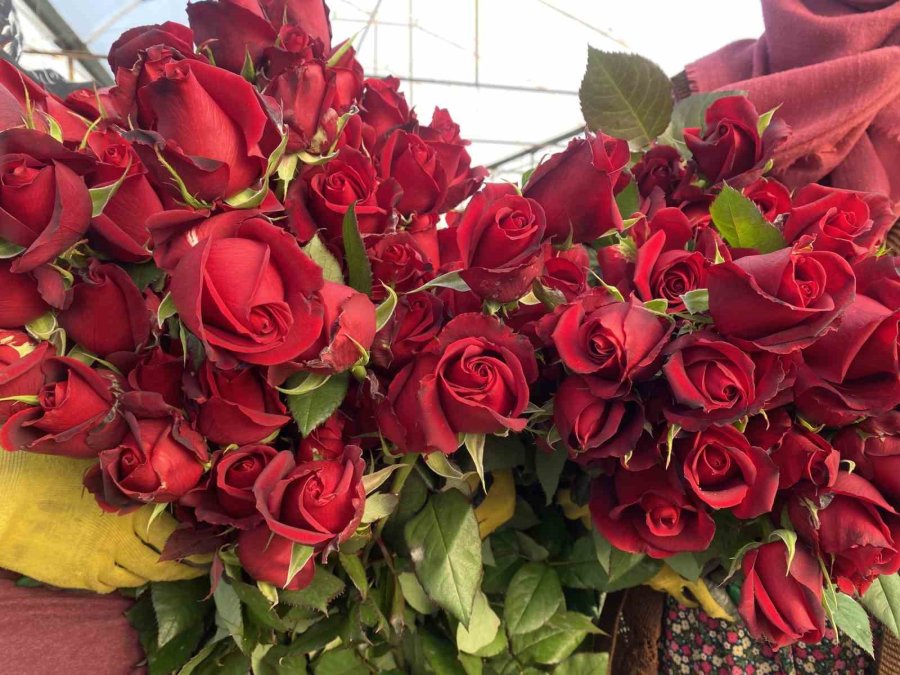 Sevgililer Günü Gül Üreticisinin Yüzünü Güldürecek