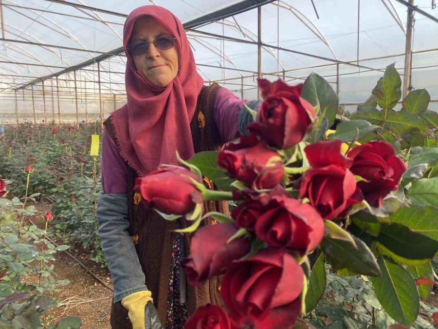 Sevgililer Günü Gül Üreticisinin Yüzünü Güldürecek