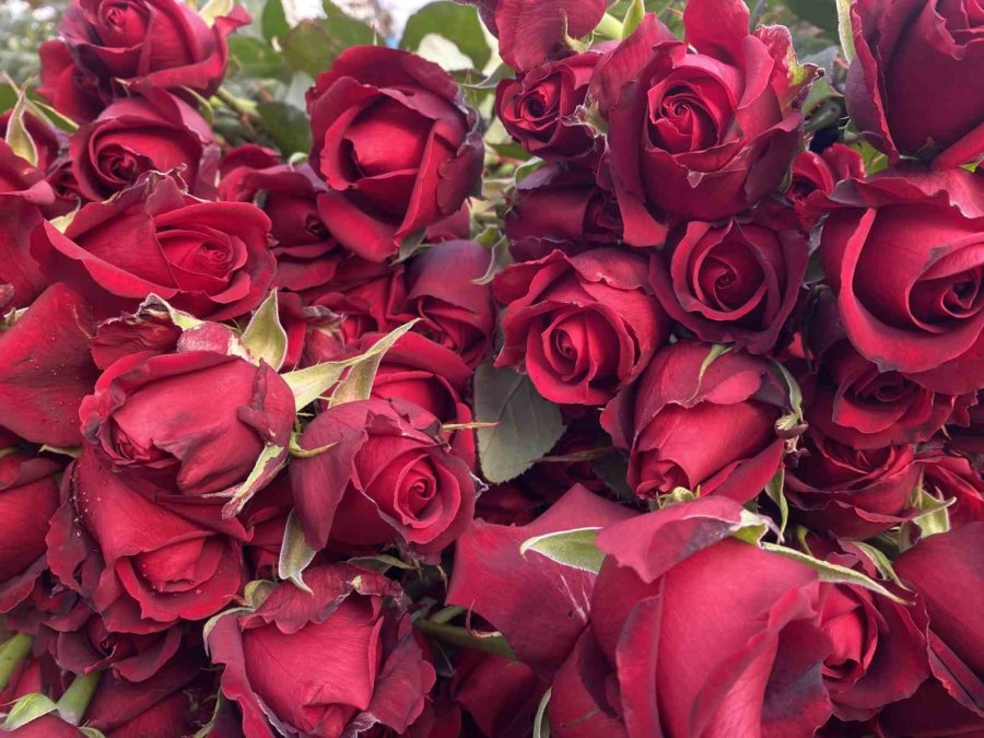 Sevgililer Günü Gül Üreticisinin Yüzünü Güldürecek