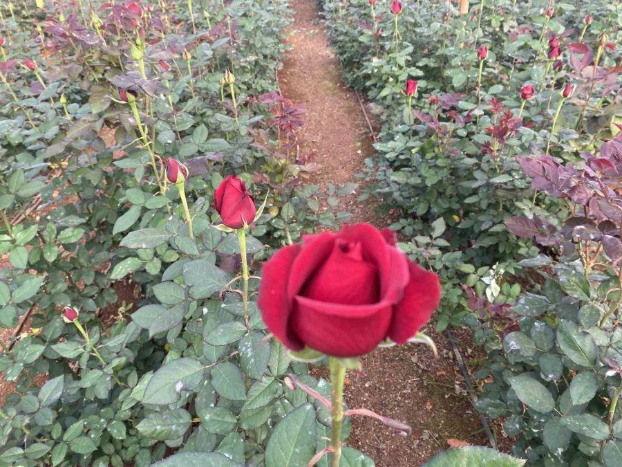 Sevgililer Günü Gül Üreticisinin Yüzünü Güldürecek