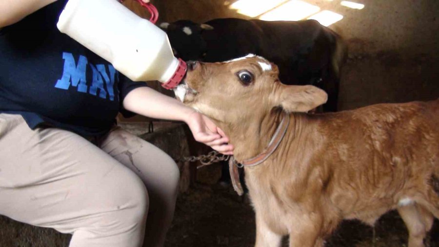 Yarım Asırdır Torosların Müzik Mirasını Yaşatıyor