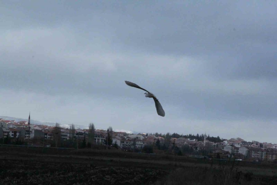 Eskişehir Nadir Görülen Beyaz Balıkçıl Kuşu Fotoğraflandı