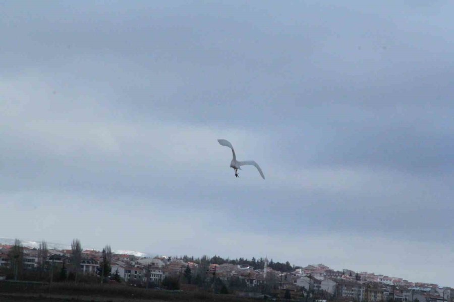 Eskişehir Nadir Görülen Beyaz Balıkçıl Kuşu Fotoğraflandı