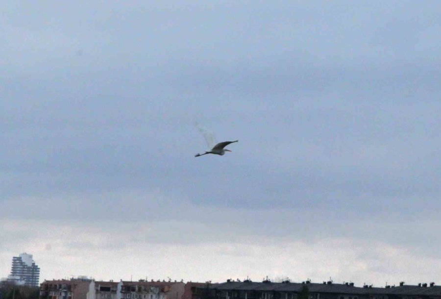 Eskişehir Nadir Görülen Beyaz Balıkçıl Kuşu Fotoğraflandı