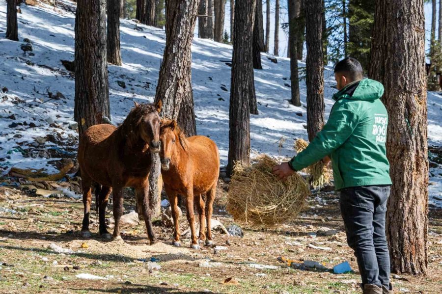 Mersin’de Yılkı Atları İçin Doğaya Yem Bırakıldı