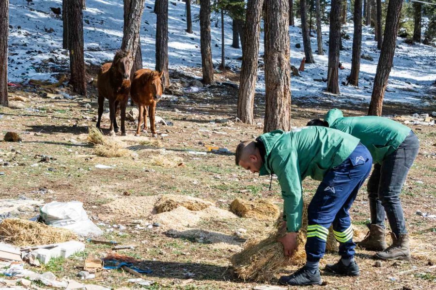 Mersin’de Yılkı Atları İçin Doğaya Yem Bırakıldı