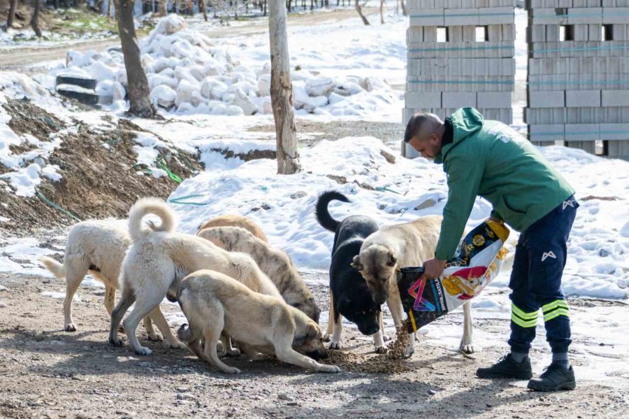 Mersin’de Yılkı Atları İçin Doğaya Yem Bırakıldı