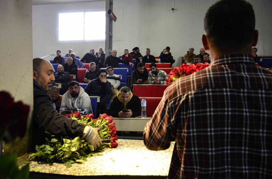 Gül Üreticileri Ve Çiçekçi Esnafını ’14 Şubat’ Telaşı Sardı