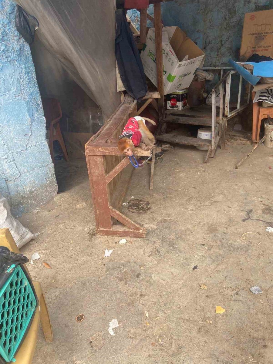 Tarsus’ta Evde Beslenmesi Yasak Maymun Ve Sincap Ele Geçirildi