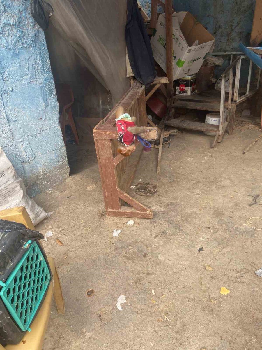 Tarsus’ta Evde Beslenmesi Yasak Maymun Ve Sincap Ele Geçirildi