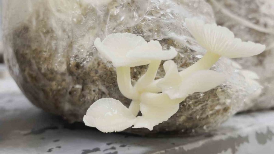Esogü’de Enoki Mantarı Yetiştiriliyor