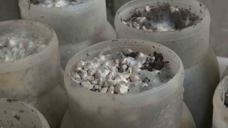 Esogü’de Enoki Mantarı Yetiştiriliyor