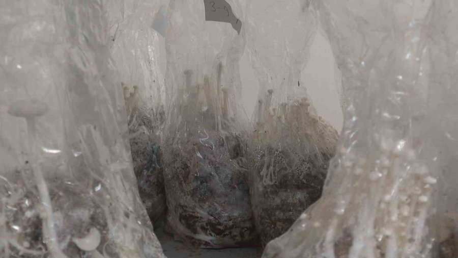 Esogü’de Enoki Mantarı Yetiştiriliyor
