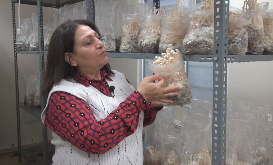 Esogü’de Enoki Mantarı Yetiştiriliyor