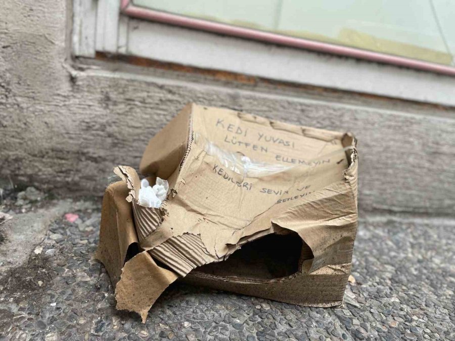 ‘lütfen Ellemeyin’ Notu Da Fayda Etmedi: Kedi Yuvası Tahrip Edildi