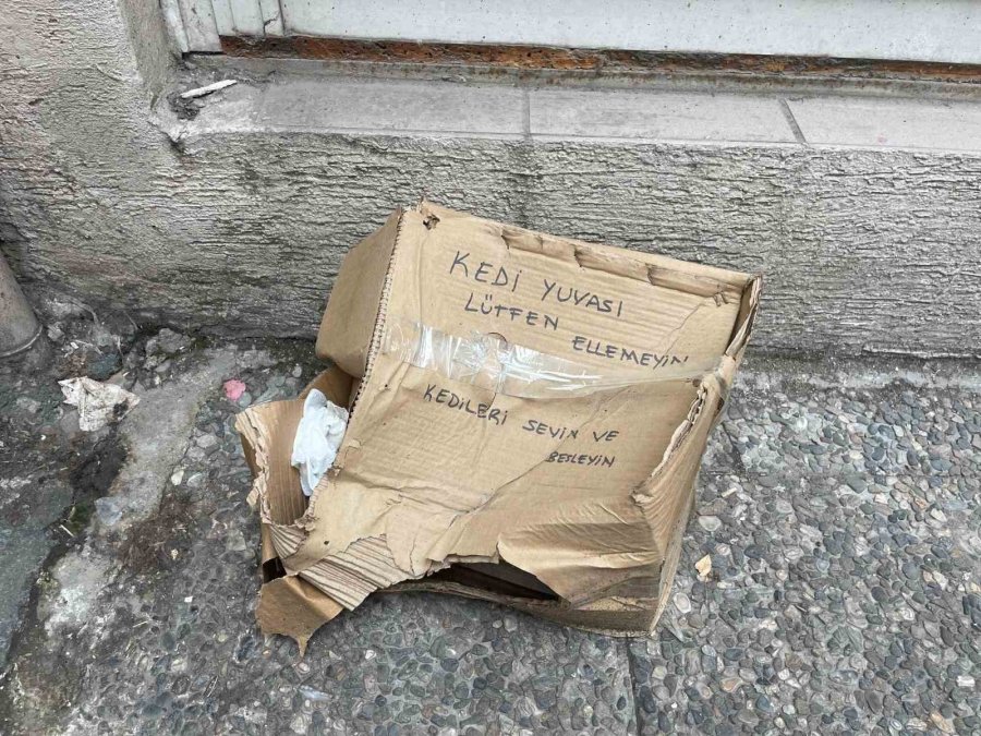 ‘lütfen Ellemeyin’ Notu Da Fayda Etmedi: Kedi Yuvası Tahrip Edildi