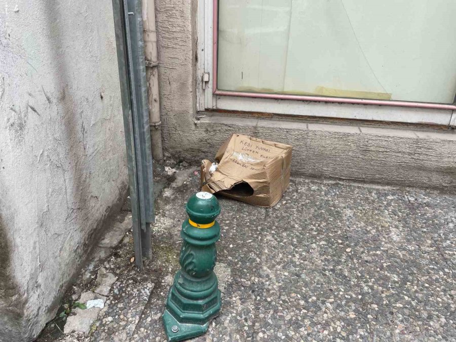 ‘lütfen Ellemeyin’ Notu Da Fayda Etmedi: Kedi Yuvası Tahrip Edildi