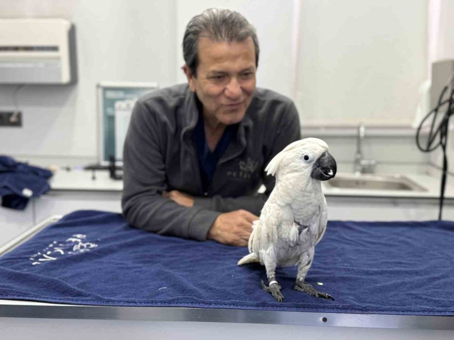 Mersin’de Veterinerlerin Dans Ettiği Papağan Sosyal Medyada Viral Oldu