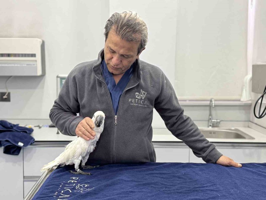 Mersin’de Veterinerlerin Dans Ettiği Papağan Sosyal Medyada Viral Oldu