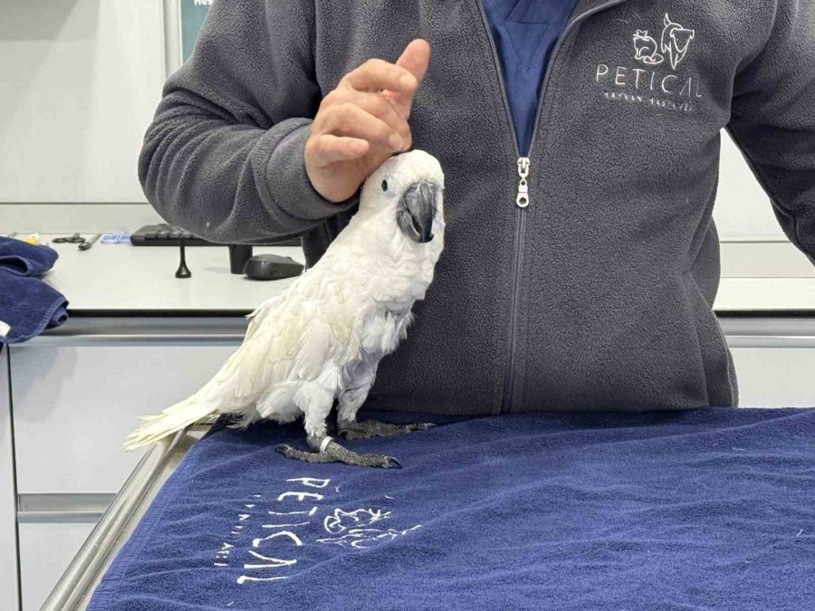 Mersin’de Veterinerlerin Dans Ettiği Papağan Sosyal Medyada Viral Oldu