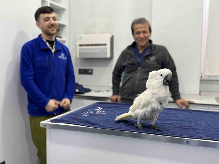 Mersin’de Veterinerlerin Dans Ettiği Papağan Sosyal Medyada Viral Oldu