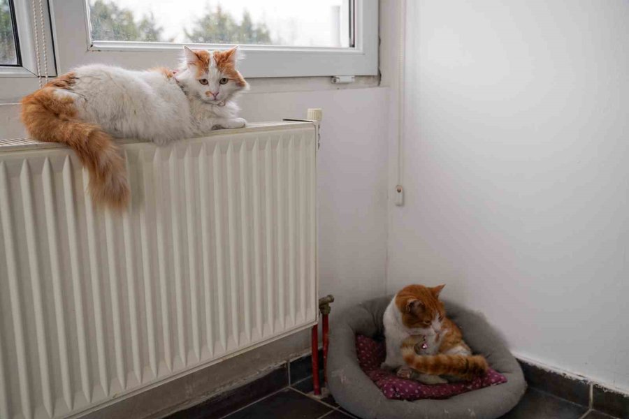 57 Patili Dost Sıcak Yuvasına Kavuştu