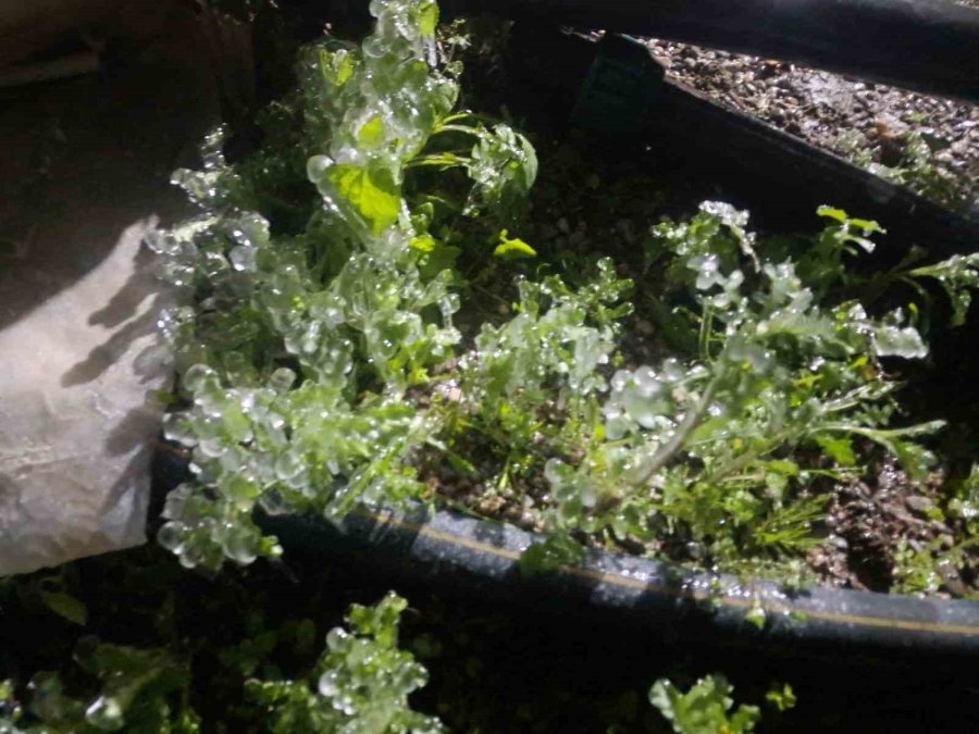 Antalya’da Dondurucu Soğukta Seralarda Zirai Don Nöbeti