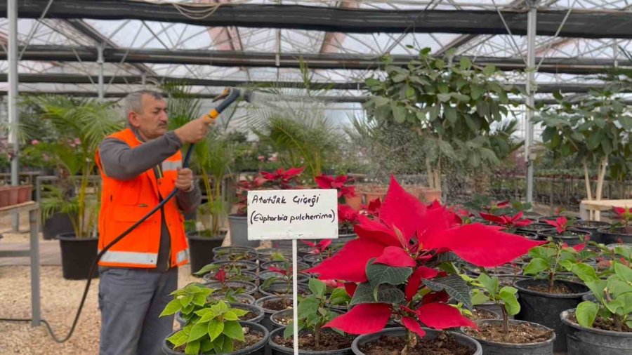 Çöplükteki Gazla Bozkırda 2 Bin Metrekarelik ‘akdeniz’ Oluşturulup Tropikal Bitki Yetiştiriliyor