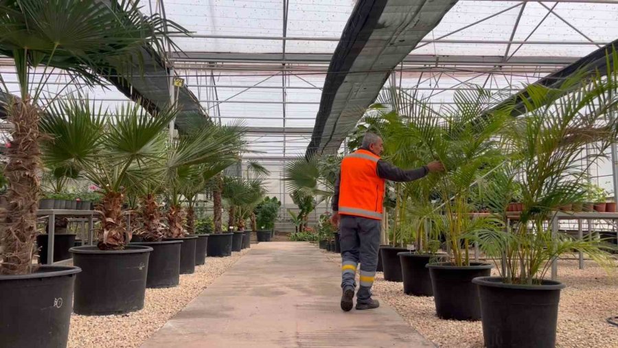 Çöplükteki Gazla Bozkırda 2 Bin Metrekarelik ‘akdeniz’ Oluşturulup Tropikal Bitki Yetiştiriliyor