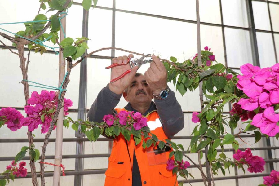 Çöplükteki Gazla Bozkırda 2 Bin Metrekarelik ‘akdeniz’ Oluşturulup Tropikal Bitki Yetiştiriliyor